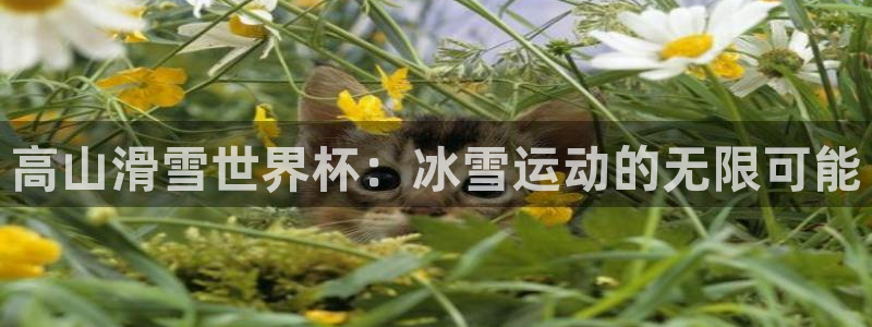 世界杯亚洲区预选赛积分榜：高山滑雪世界杯：冰雪运动的无限可能