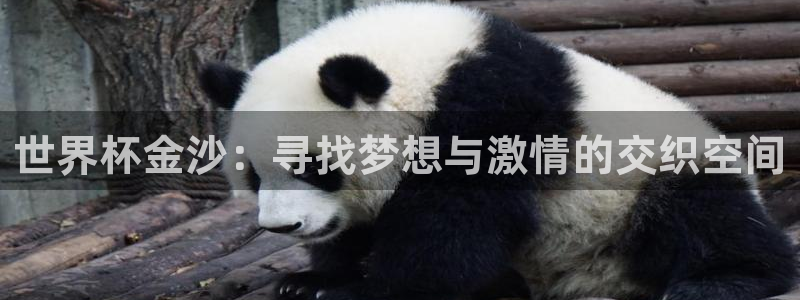 世界杯足球赛：世界杯金沙：寻找梦想与激情的交织空间