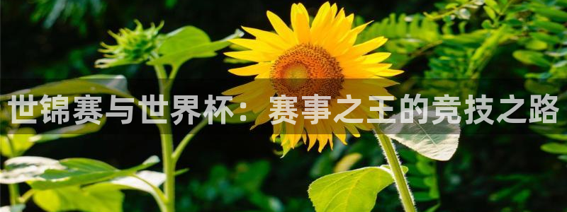 世界杯直播时间：世锦赛与世界杯：赛事之王的竞技之路