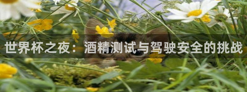今天所有足球赛程表：世界杯之夜：酒精测试与驾驶安全的挑战